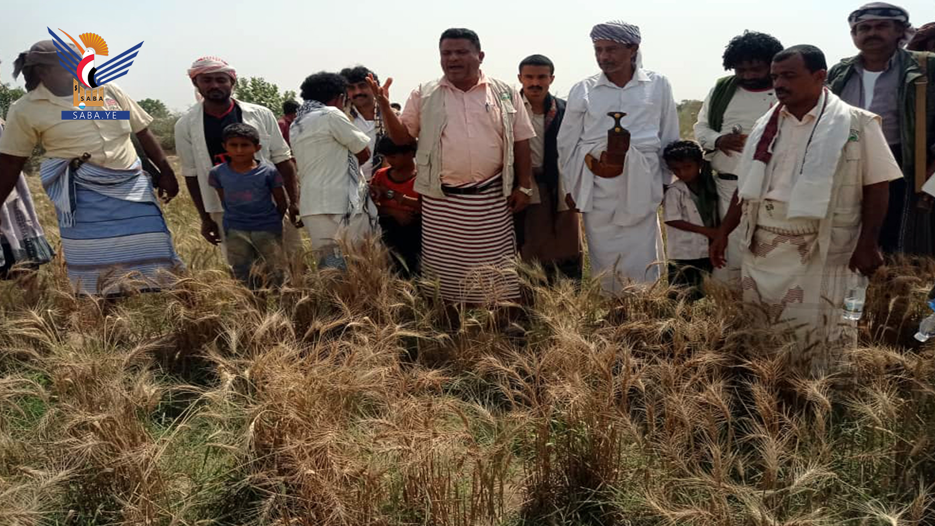 حصاد أول محصول لزراعة القمح في مديرية بيت الفقية بالحديدة